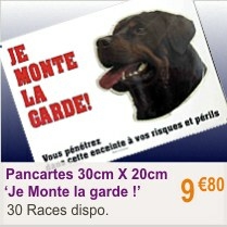 chien_plaque